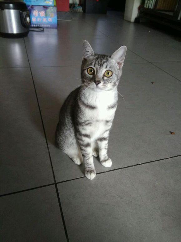 新手养猫最容易踩的哪些坑？