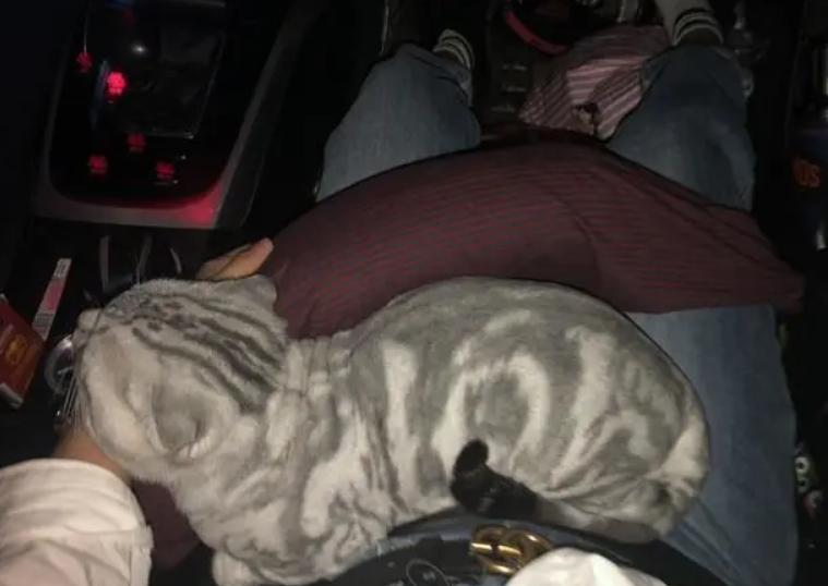 猫咪换了主人会抑郁吗? 猫咪换了主人会抑郁吗?