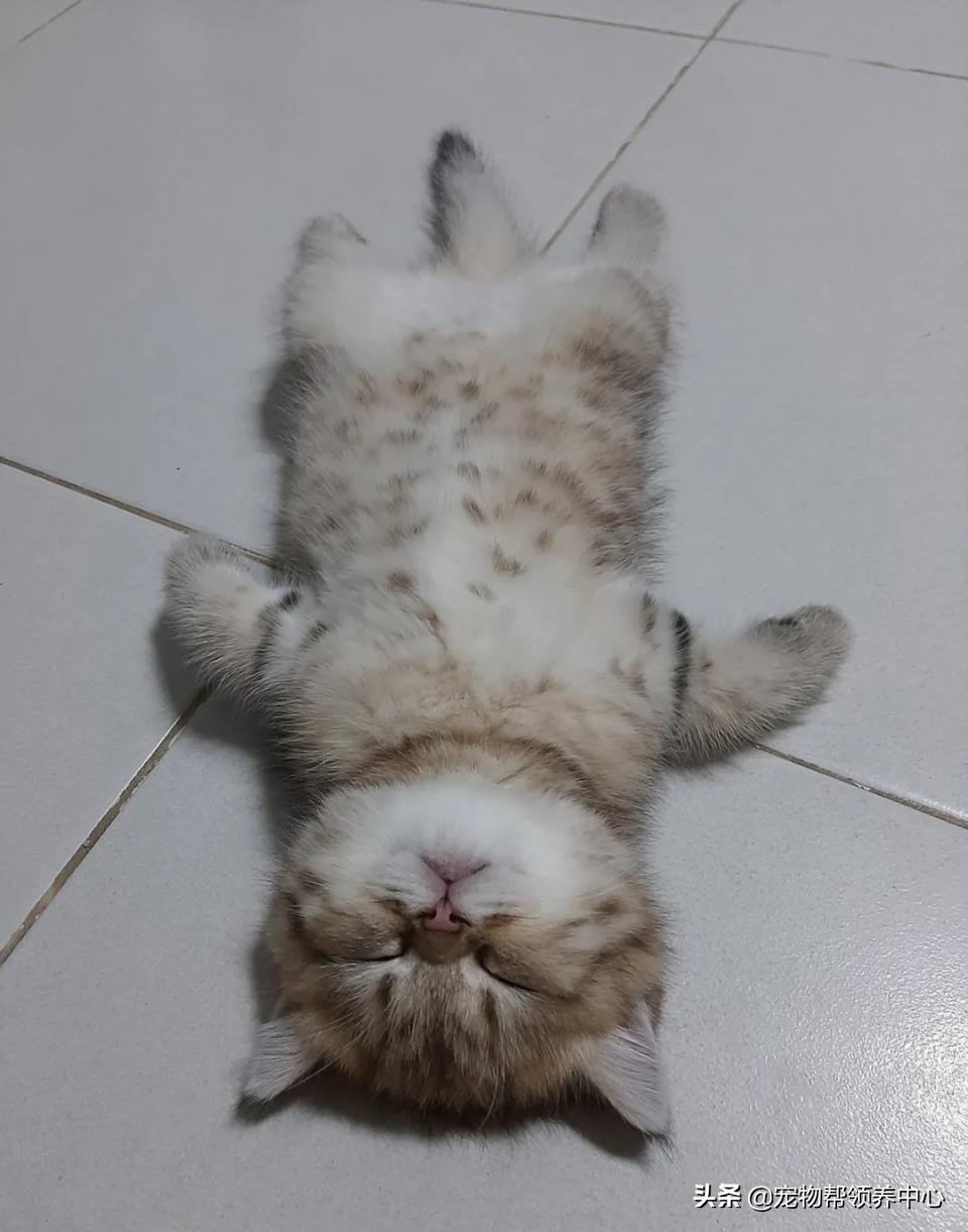 如何拍出让人疯狂点赞的萌猫照片？