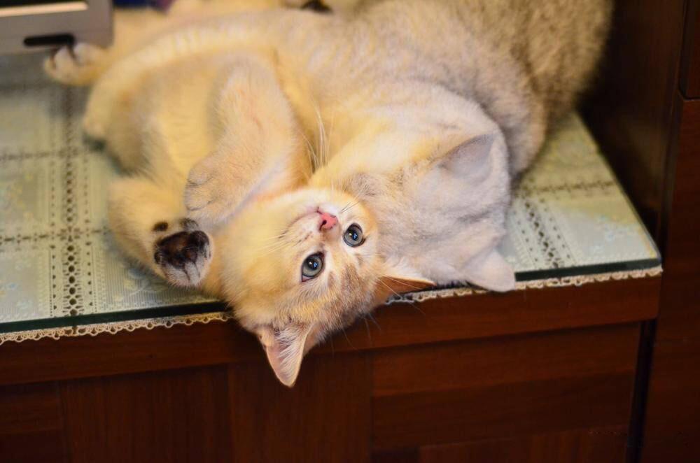 星驰两厢如何用线上办理省下2万购车款？新手必看避坑指南