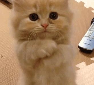 什么样的猫主子头像能镇住朋友圈? 什么样的猫主子头像能镇住朋友圈?