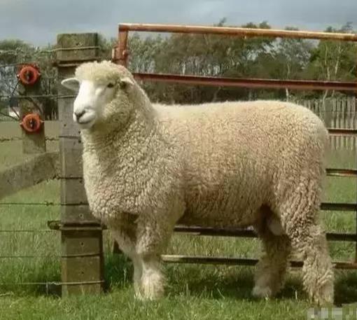 养罗姆尼羊真的能在家躺着赚钱? 养罗姆尼羊真的能在家躺着赚钱?