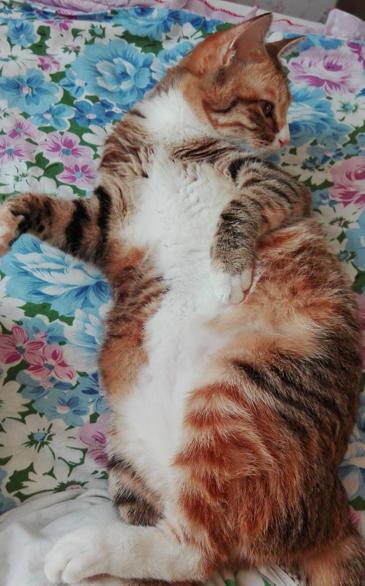 你家主子最近不对劲?这可能是猫咪发情的危险信号! 你家主子最近不对劲?这可能是猫咪发情的危险信号!