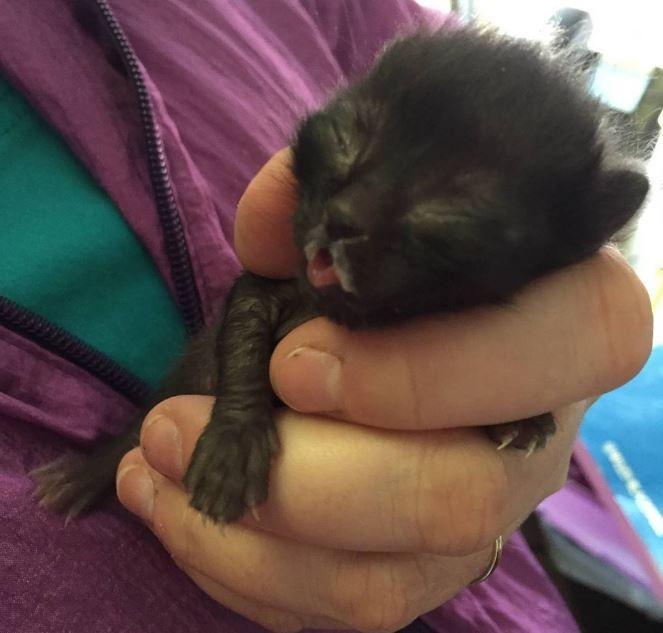 猫咪被救时为何紧抱人类小腿不放？