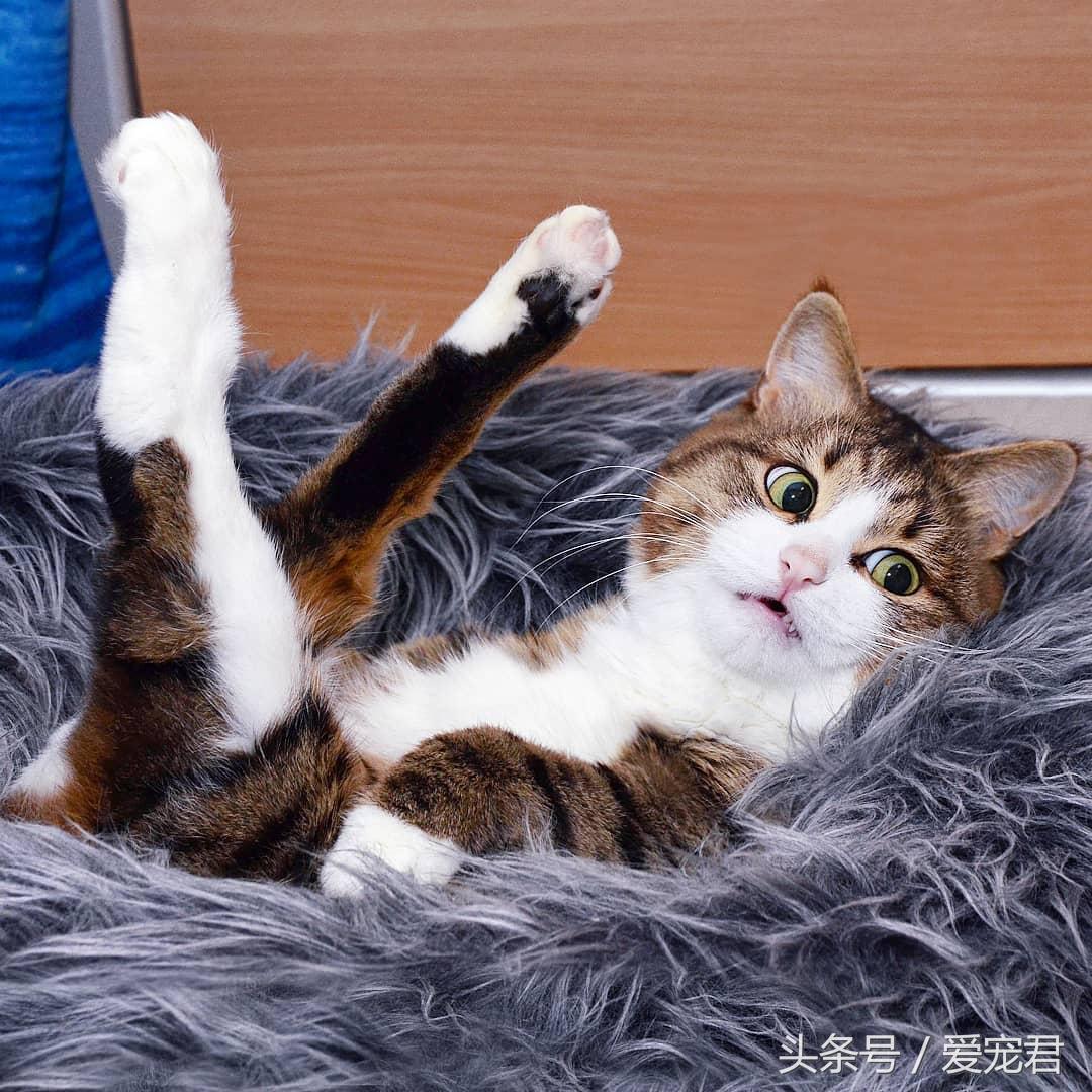 猫咪突然不爱喝水是哪里出问题了? 猫咪突然不爱喝水是哪里出问题了?