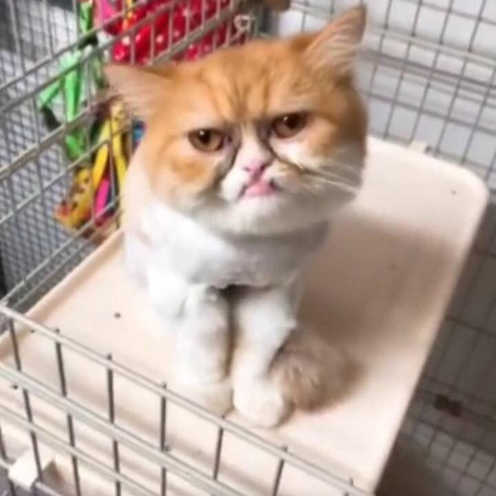 为啥每次刷到猫咪视频就走不动道？