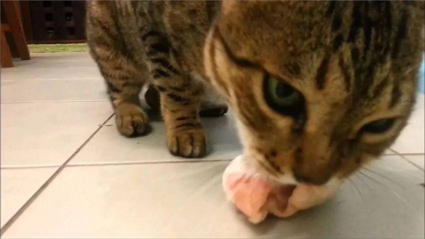 刚接回家的小奶猫能喂纯牛奶吗？