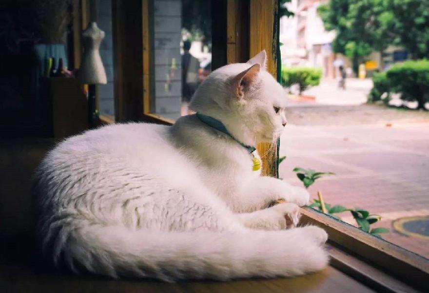 猫咪白天总在睡觉正常吗？