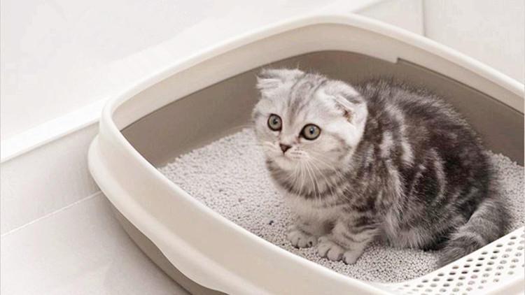 主子突然在床上撒尿该咋整？