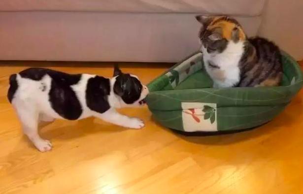 为什么你家猫主子总想从十楼往下跳？