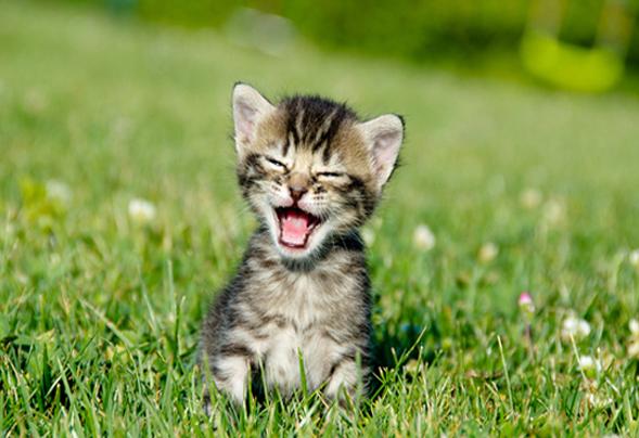 为什么看到卡通猫咪图片就忍不住点收藏？