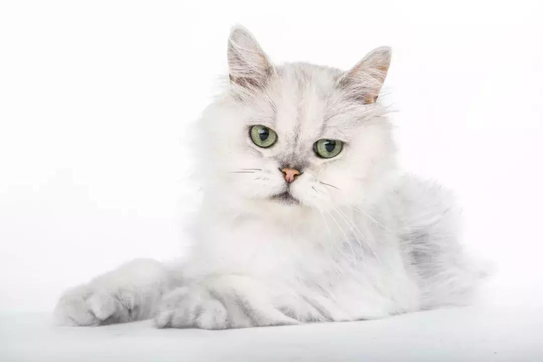 猫咪软便真是益生菌能解决的吗？