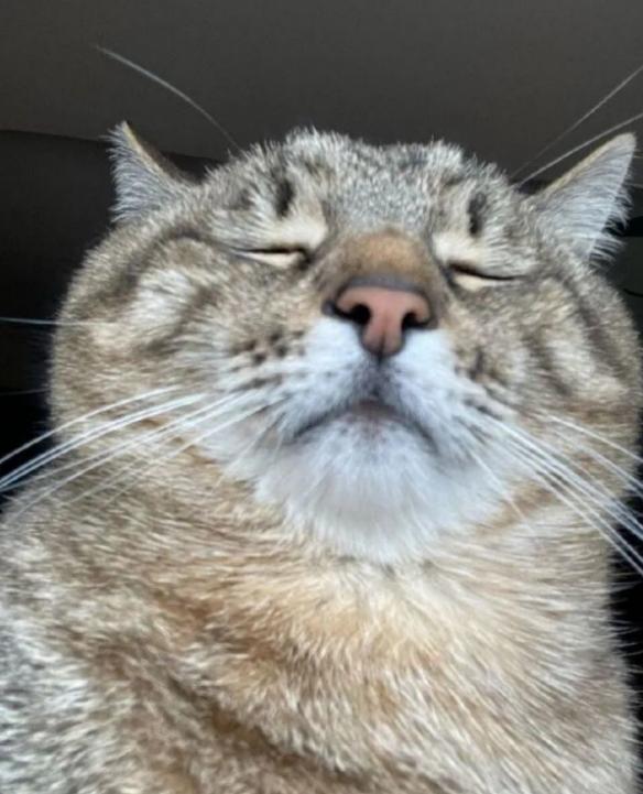 新手怎么在花样猫咪里养出全网最拽的猫？