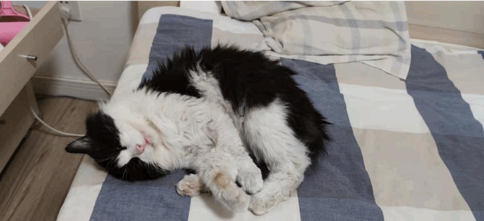 你家猫主子半夜钻被窝到底图啥? 你家猫主子半夜钻被窝到底图啥?