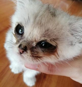 为什么一抱猫就狂打喷嚏？