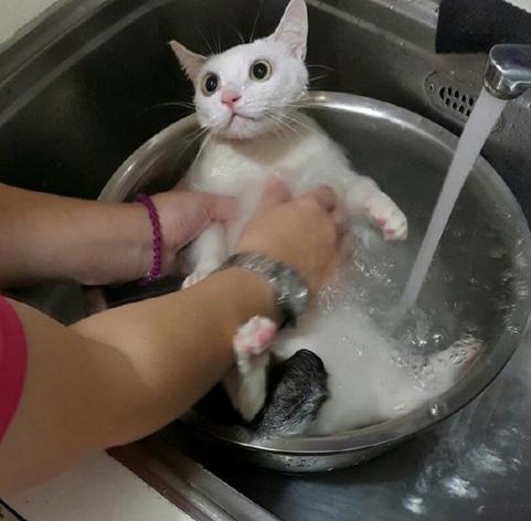 你家猫主子洗澡时像在演动作片吗? 你家猫主子洗澡时像在演动作片吗?