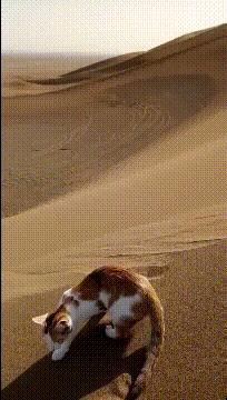 猫咪段子官网到底怎么玩才能火? 猫咪段子官网到底怎么玩才能火?