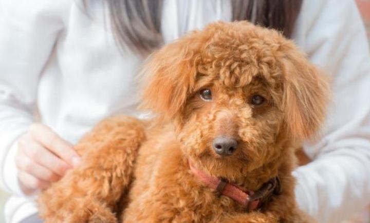 猫咪眼屎突然变多？新手铲屎官该怎么办？