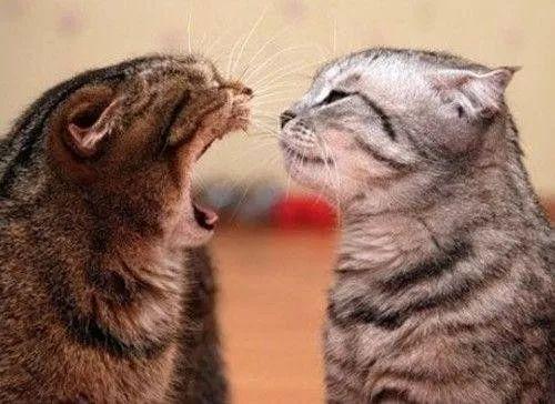 猫咪打喷嚏流眼泪是感冒了吗? 猫咪打喷嚏流眼泪是感冒了吗?