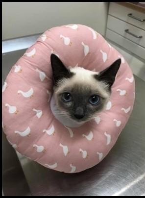 张金涛代表：人才匮乏束缚道教发展