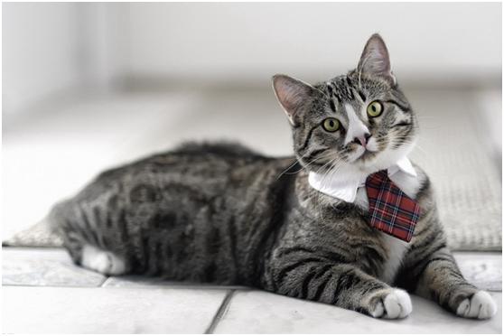 猫咪真的能活到30岁吗？