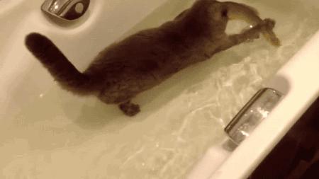 猫咪吐绿水是中毒了吗？