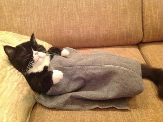 猫咪后腿发抖是生病了吗? 猫咪后腿发抖是生病了吗?