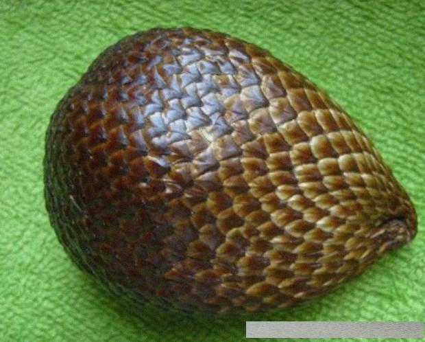 为什么别人的福格茨能1打5，你的却连野怪都打不过？