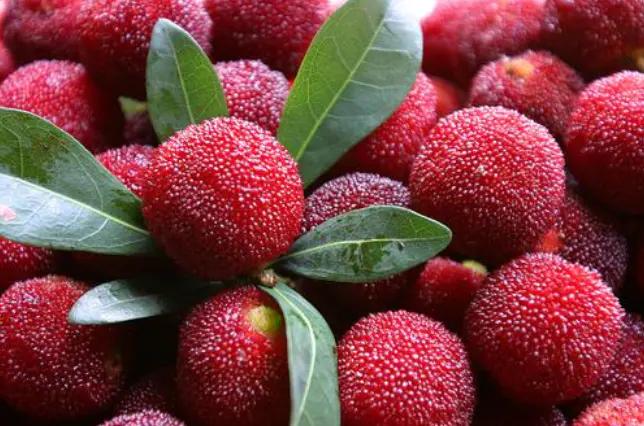 2025年女人梦见虫子咬出血是吉兆？3招化解危机迎财运