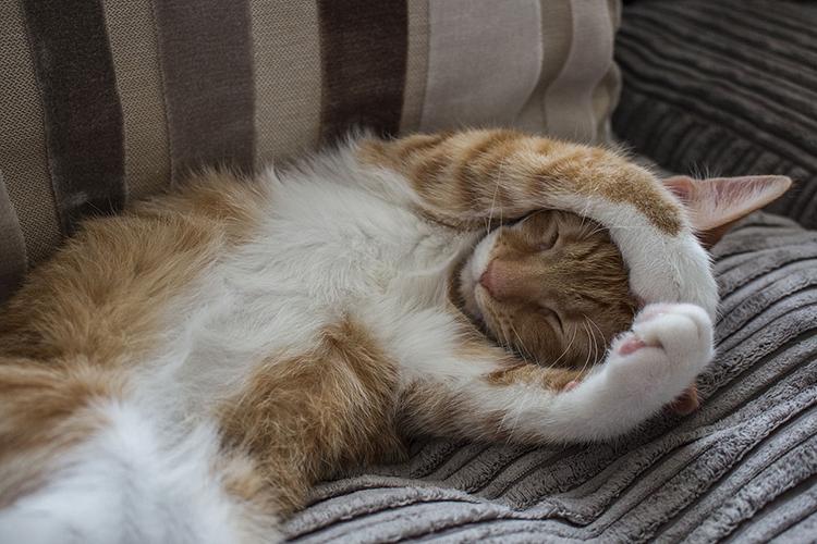 主子突然不吃不喝？你家猫咪可能正在经历肚子疼！