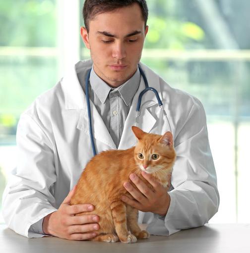 猫咪突然呕吐拉稀是得了 翻肠子 吗? 猫咪突然呕吐拉稀是得了 翻肠子 吗?