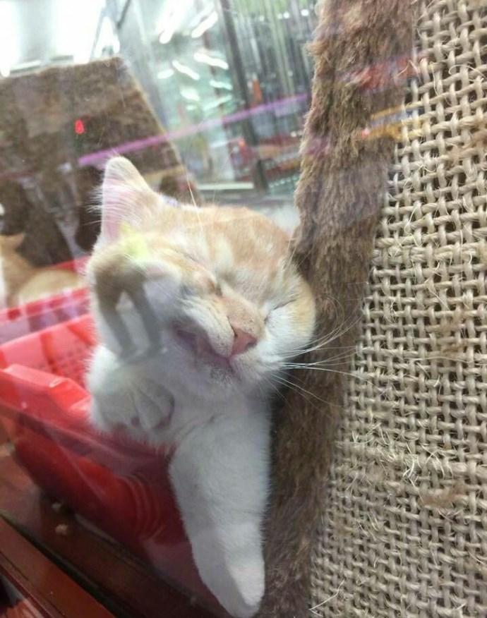 为什么看到猫咪照片就停不下来? 为什么看到猫咪照片就停不下来?