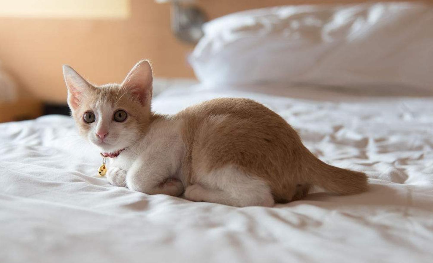 为什么你家猫主子总爱趴你头上睡觉？