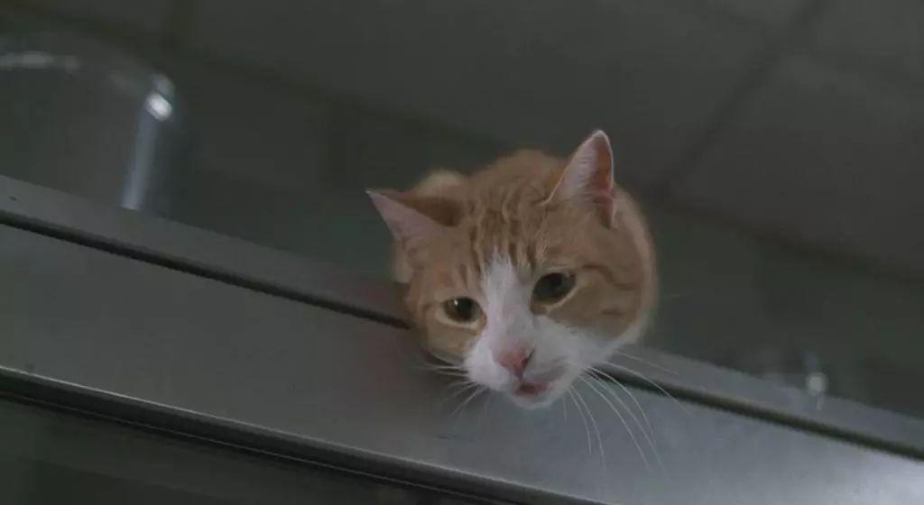 新手如何在家免费看猫咪电影? 新手如何在家免费看猫咪电影?