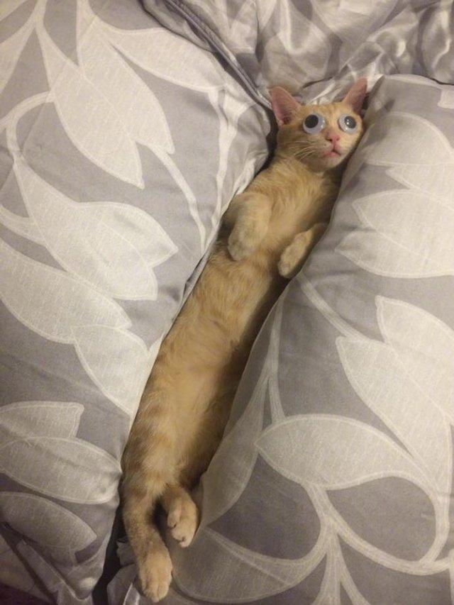 猫咪真的会得细小吗？