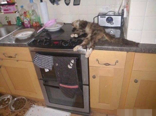 小猫咪不吃不喝会把自己饿死吗？