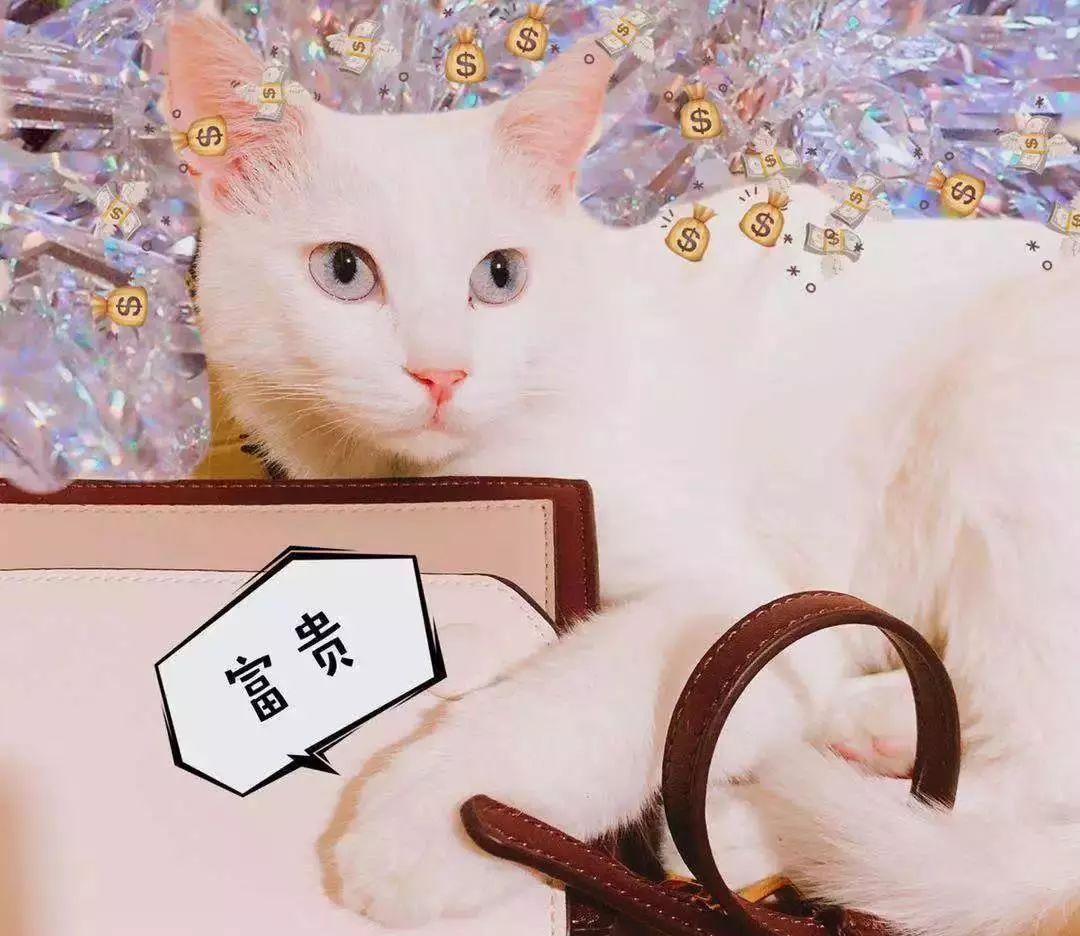 你家主子偷吃芝士怎么办? 你家主子偷吃芝士怎么办?