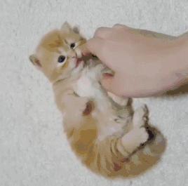 猫咪妊娠期到底需要准备多少天？