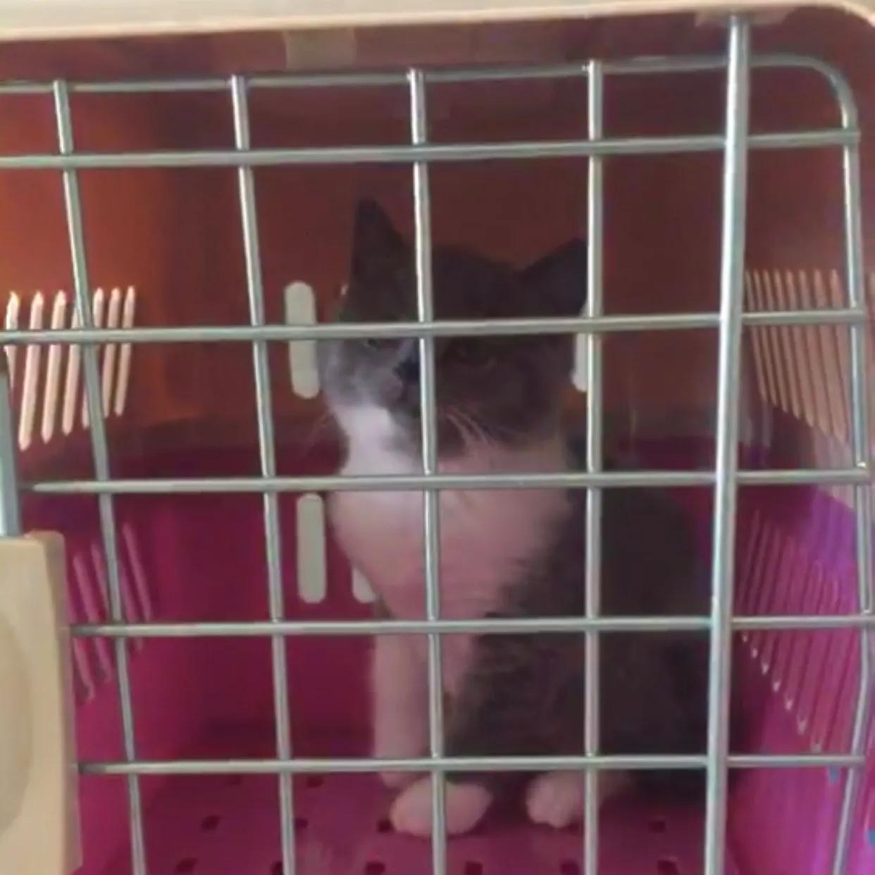 你家的小奶猫开始挠沙发了吗? 你家的小奶猫开始挠沙发了吗?