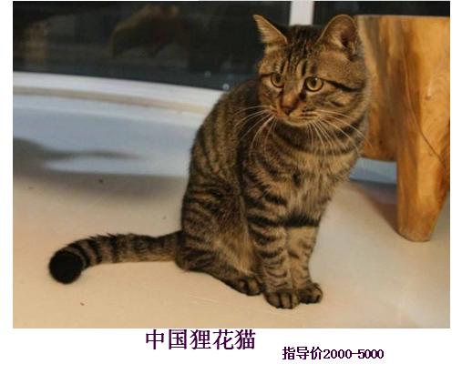 主子眼皮里卡毛会瞎吗？