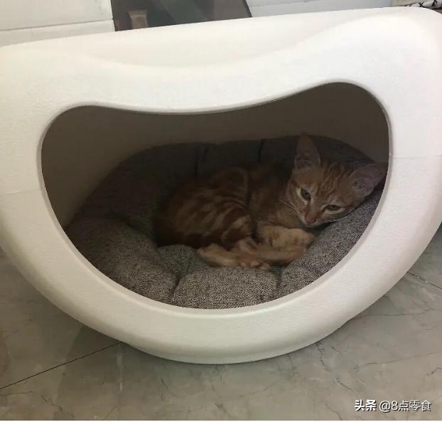 猫主子死活不肯睡猫窝怎么办？