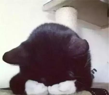 你家猫主子说的 喵 到底是什么意思？