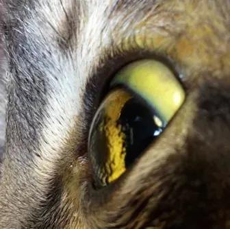 主子突然不吃不喝？当心猫咪肝脏亮红灯！