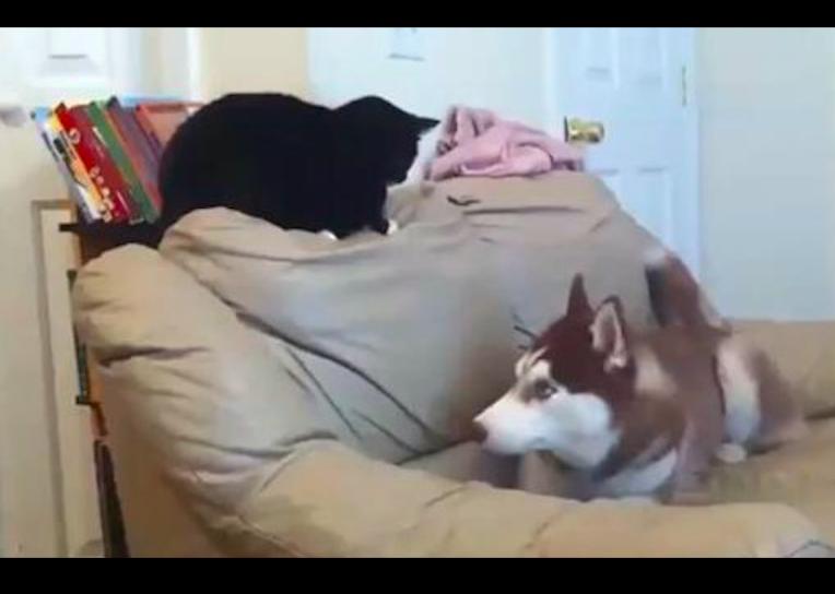 你家猫主子真的会唱歌吗？