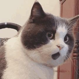 短腿猫到底有多难养？