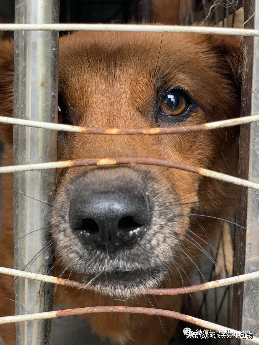 猫咪三天不吃饭真的会把自己饿死吗？