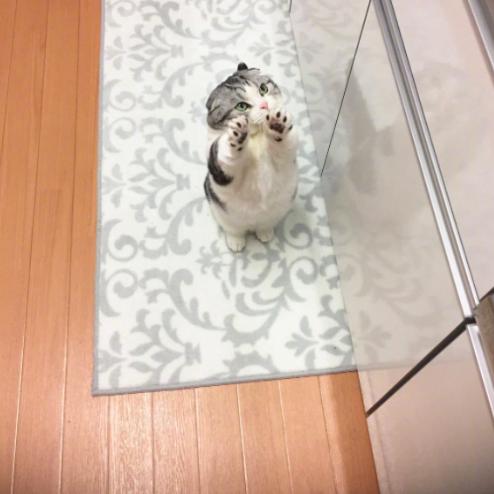 你家猫主子突然开始蹭屁股?别慌! 你家猫主子突然开始蹭屁股?别慌!