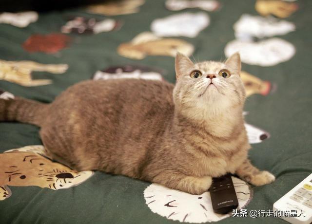 新手养猫怎么挑疫苗牌子不踩坑？