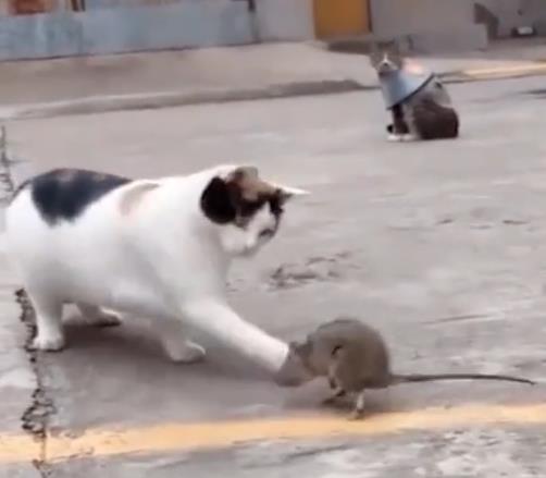 你家猫咪到底几岁才算真成年? 你家猫咪到底几岁才算真成年?