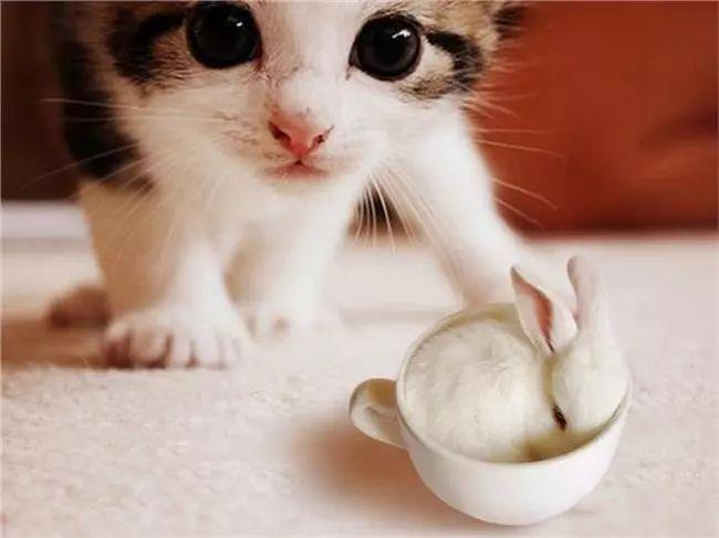 猫咪驱虫后这10件事你做对了吗？